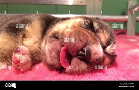 Baby puppy sleeping Stock Photo - Alamy