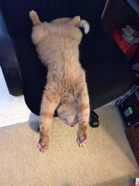 My Cats Favorite Sleeping Position | Cute cats HQ - Pictures of cute ...