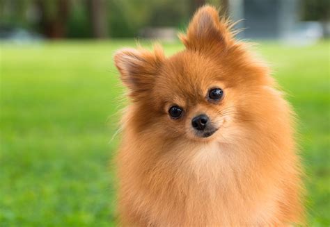 Pomeranian | Summary, Temperament, Barking, & Facts | Britannica