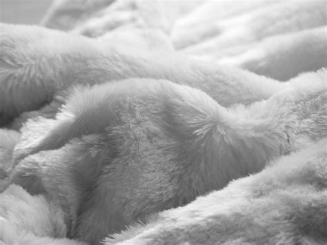 Free photo: Soft Blanket Texture - Animal, Rug, Wool - Free Download ...