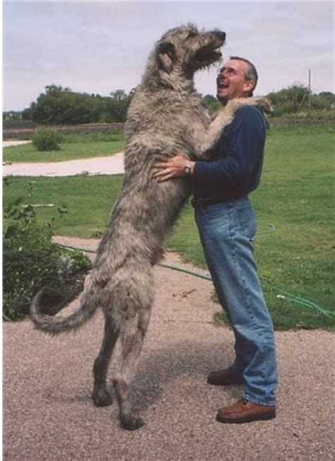 The Irish Wolfhound- Get to know the Legendary Gentle Giant | Celtic Titles