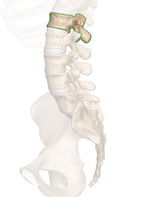 The L1 Vertebra: Anatomy and 3D Illustrations