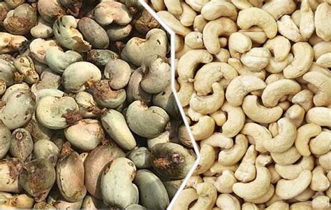 Cashew Nut Processing Business Plan - 7 Aspects