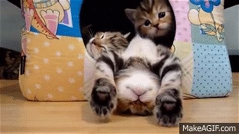 Cats Falling Gif / cat falling gif | Tumblr