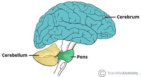 The Cerebellum - Structure - Position - Vasculature - TeachMeAnatomy