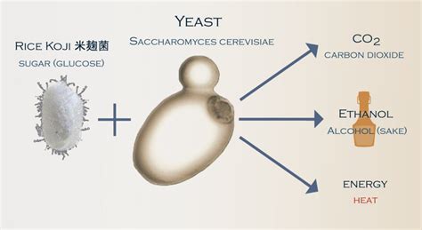 Sake Yeast Varieties - the Japanese Bar