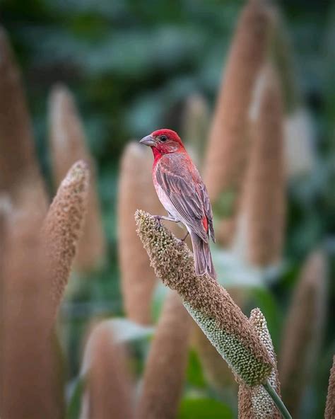 Common rosefinch | Animals, Bird, Photographer