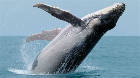 Humpback whale – Australian Antarctic Program