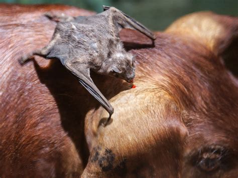 Vampire bats have a taste for bacon | Science | AAAS