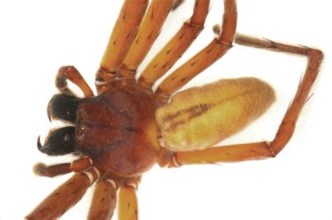 A new species of huntsman spider described