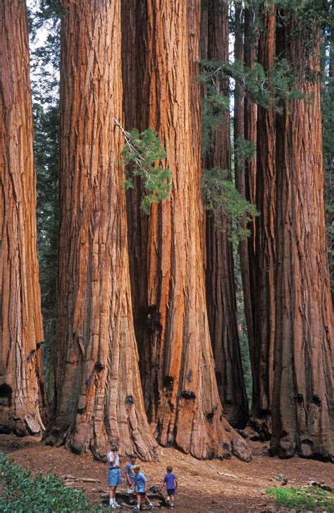 Giant Redwood Trees