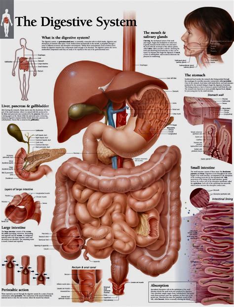 Digestive System Of Hardmania