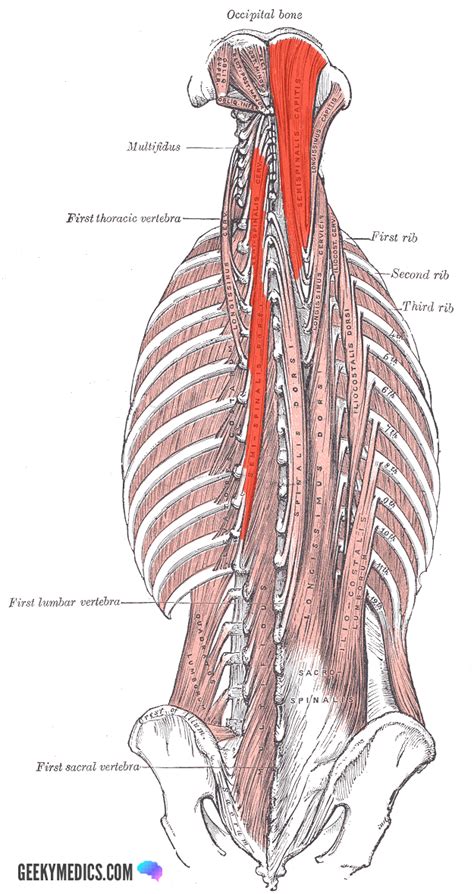 Deep Back Muscles | Anatomy | Geeky Medics