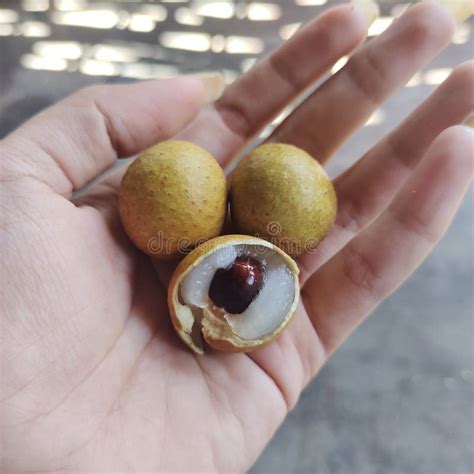 Longan Fruit. Longan Fruit Seeds are Black Stock Image - Image of thick ...