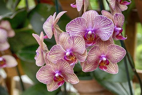 Atlanta Botanical Garden Orchids-V2 Photograph by Douglas Barnard - Pixels