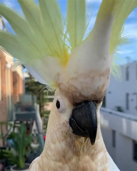 Funny PArrot Talking To His Friend [Video] in 2020 | Funny parrots ...