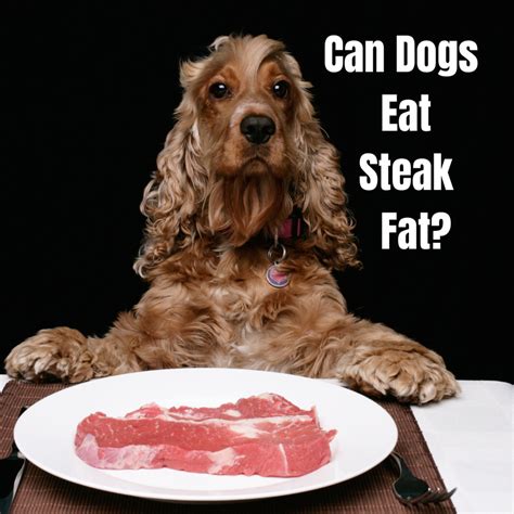 Can I Feed My Dog Cooked Meat