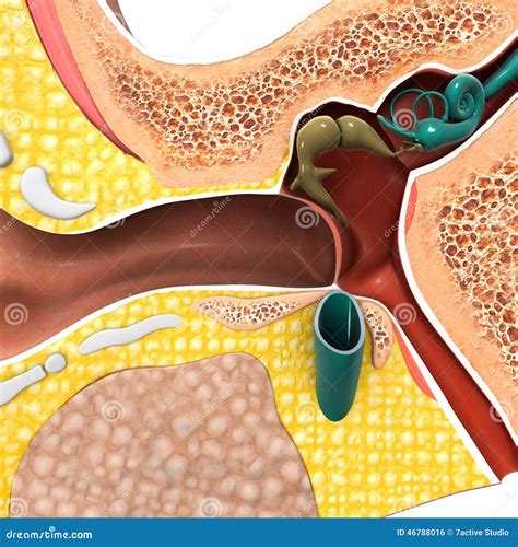 Ear Drum Anatomy