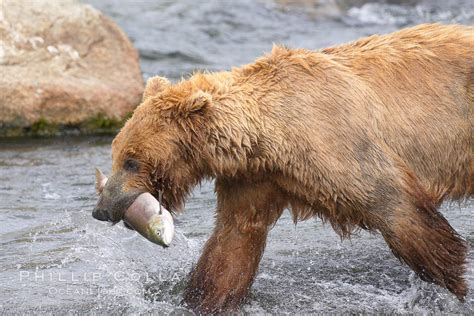 Brown bear eating salmon, Ursus arctos, Brooks River, Katmai National ...