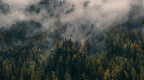 Foggy Forest Desktop Wallpapers - Top Free Foggy Forest Desktop ...