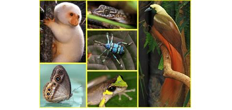 Examples of the biologically diverse New Guinean fauna (photos of ...