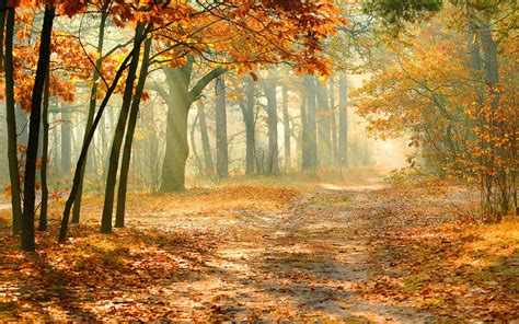 Autumn Forest Wallpapers - Top Free Autumn Forest Backgrounds ...