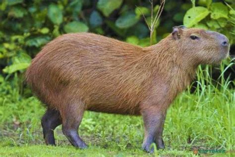 Capybara Size: How Much Do Capybaras Weigh?