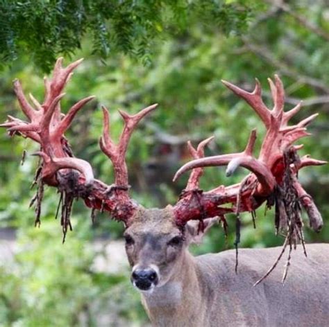 10 Amazing Photos of Bucks Shedding Their Velvet | Guide Outdoors ...