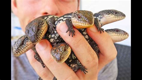 Baby Alpine Blotched Blue Tongue Lizards - YouTube