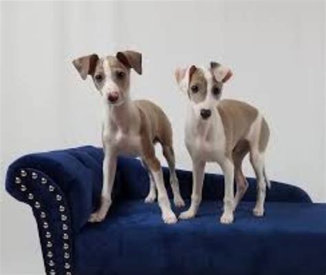 Miniature Pinscher vs Italian Greyhound - Breed Comparison