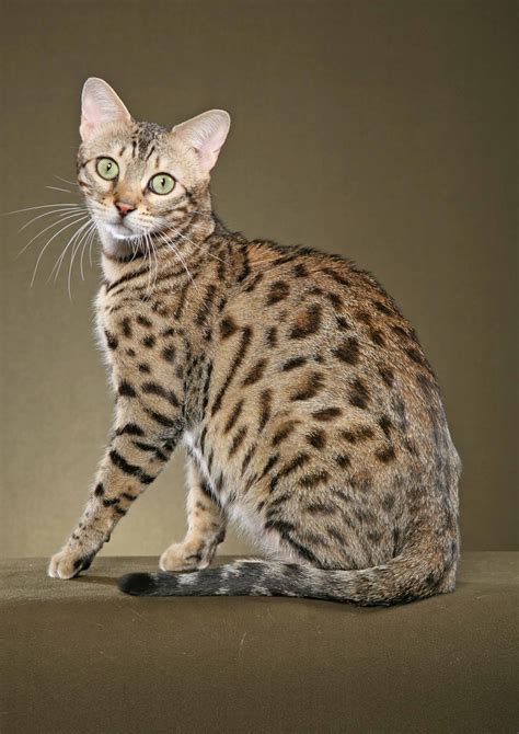 Bengal Cat Wallpapers - Wallpaper Cave