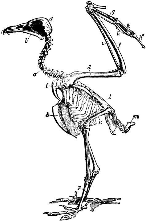 Vulture Skeleton | ClipArt ETC