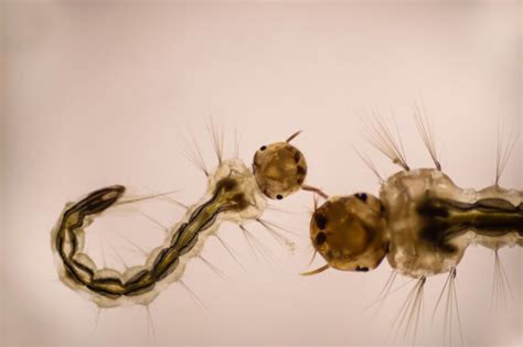 High-speed video captures how cannibalistic mosquito larvae snag their ...