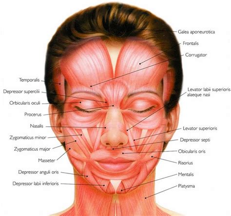 Human Facial Muscles that are Responsible for Different Expressions