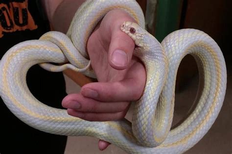 How To Care For Pet Corn Snakes - PetRefine