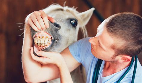 13 FAQ’s About Horse Teeth Floating - Helpful Horse Hints