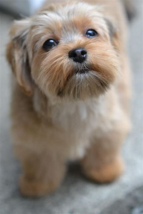 Mozart the curious Shorkie | Very cute dogs, Shorkie puppies, Yorkshire ...