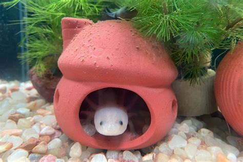 Axolotl Tank Setup: Tips & Ideas for A Healthy Habitat