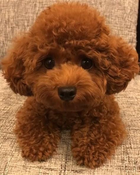 brown toy poodle puppy for sale - Cheryle Robert