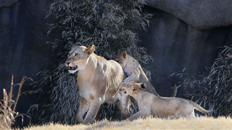 Lion cubs at the Cincinnati Zoo