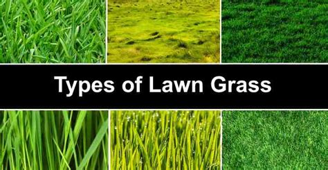 Types of Lawn Grass: Identification Guide to Sod Types (Pictures)