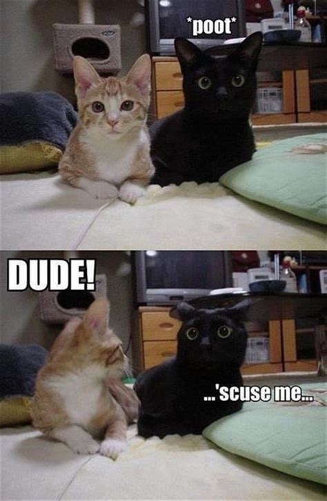 Funny Cat Pictures with Captions 3