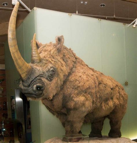 Woolly Rhinoceros Prehistoric Wildlife, Prehistoric World, Prehistoric ...