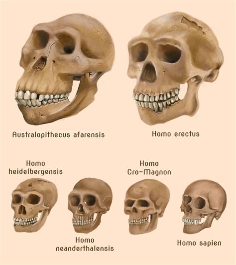 Human evolution skulls by amircea on deviantART | Human evolution ...