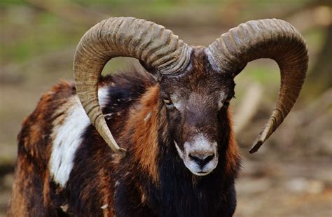 Les différences entre le mouflon et le bouquetin - La Salamandre