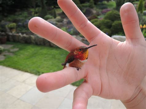 A bee hummingbird, the world's smallest bird! : r/aww