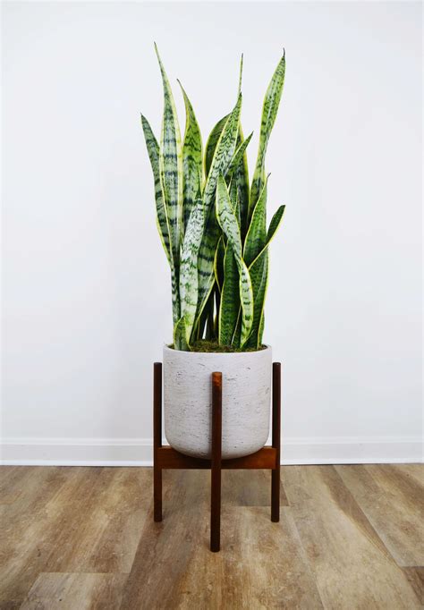 Snake Plant Laurentii | Snake plant, Snake plant decor, Plants