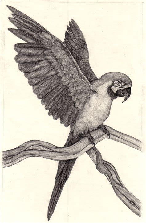 Parrot Pencil Drawing at GetDrawings | Free download