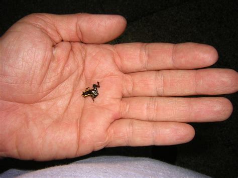 What Is The Smallest Animal In The World 2024 - Lucky Rozina