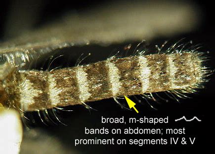 Culex quinquefasciatus - UF IFAS Florida Medical Entomology Laboratory ...